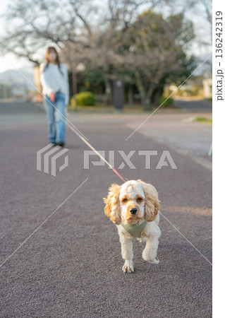 犬の散歩 犬の散歩 136242319