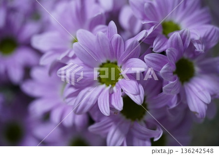 Chrysanthemum morifolium the vibrant garden mum and florists daisy 136242548