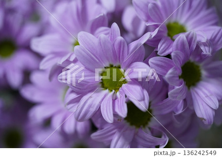 Chrysanthemum morifolium the vibrant garden mum and florists daisy 136242549