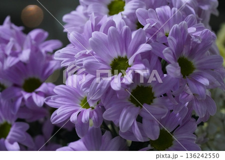 Chrysanthemum morifolium the vibrant garden mum and florists daisy 136242550
