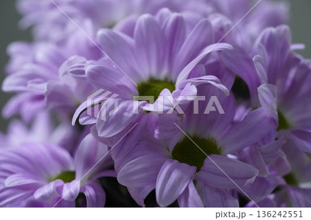 Chrysanthemum morifolium the vibrant garden mum and florists daisy 136242551