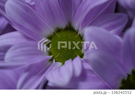 Chrysanthemum morifolium the vibrant garden mum and florists daisy 136242552