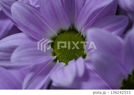 Chrysanthemum morifolium the vibrant garden mum and florists daisy 136242553