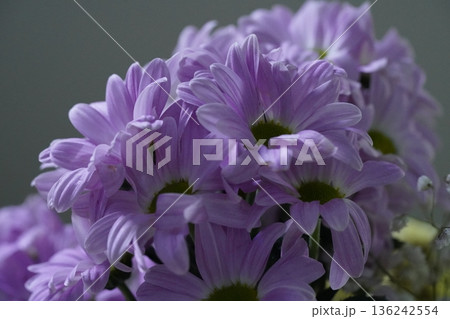 Chrysanthemum morifolium the vibrant garden mum and florists daisy 136242554