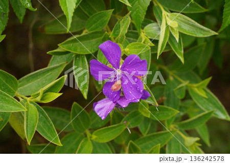 Beautiful Purple Flower Blooming with Green Leaves Around 136242578