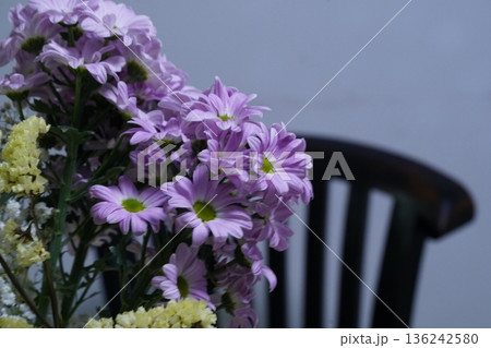 Chrysanthemum morifolium the vibrant garden mum and florists daisy 136242580
