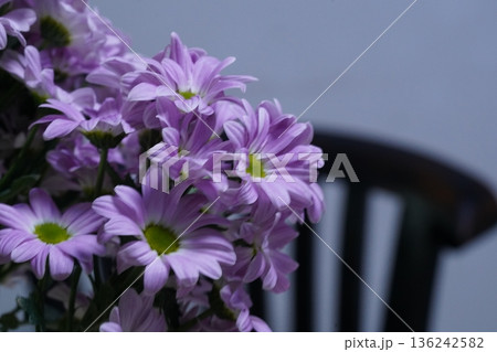 Chrysanthemum morifolium the vibrant garden mum and florists daisy 136242582