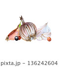 Vivid herb imagery. Watercolor of garlic and rosemary. Herbal scene classic for culinary presentation. Artistic illustration showcasing garlic bulbs and fragrant herbs for menus design and packaging 136242604
