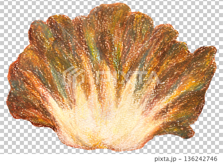 Maitake mushroom illustration oil pastel drawing 136242746