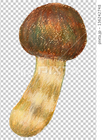 Matsutake illustration oil pastel drawing 136242748