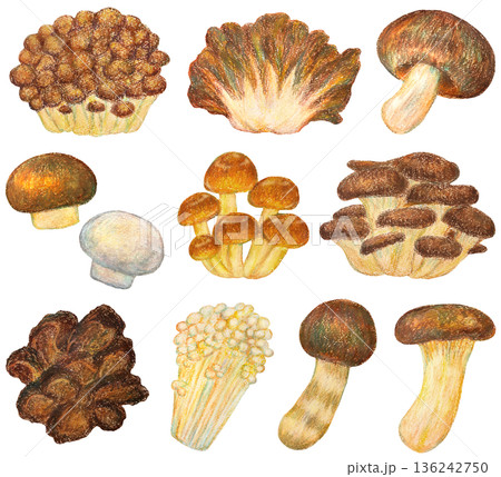 いろいろなキノコのイラストセット オイルパステル画 136242750