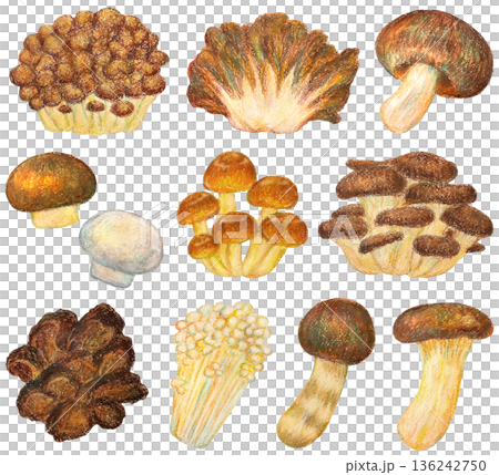 いろいろなキノコのイラストセット オイルパステル画 136242750