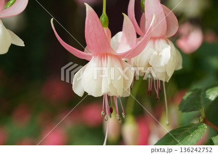 Beautiful Delicate Pink and White Fuchsia Flowers Bloom Beautiful Delicate Pink and White Fuchsia Flowers Bloom 136242752