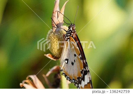 Monarch Butterfly Close Up on a Flower in the Wild Monarch Butterfly Close Up on a Flower in the Wild 136242759