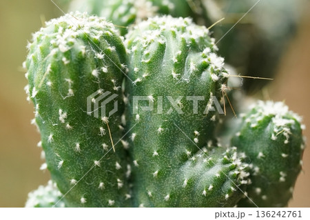 Close up of a Thimble Cactus Mammillaria Gracilis Close up of a Thimble Cactus Mammillaria Gracilis 136242761