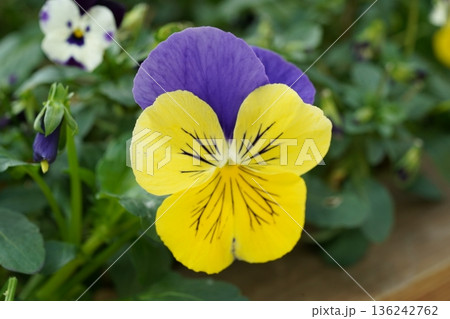 Beautiful Pansy Flower Close Up Shot in the Garden 136242762