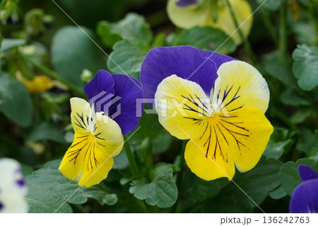 Beautiful Pansies in Bloom Purple and Yellow Flowers 136242763