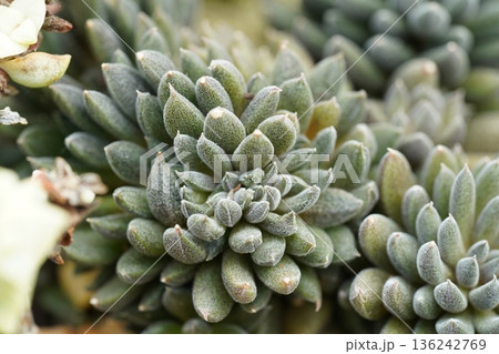 Succulent Plant Close Up Green Leaves Macro Photography Succulent Plant Close Up Green Leaves Macro Photography 136242769