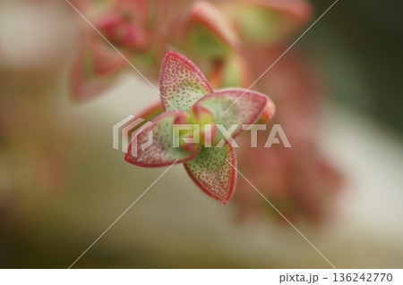 Crassula Capitella Thyrsiflora Close Up View Crassula Capitella Thyrsiflora Close Up View 136242770