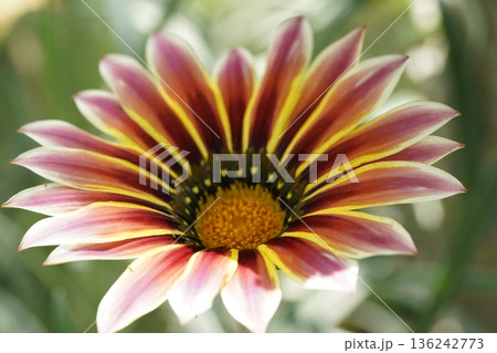 Beautiful Gazania Flower Close Up Nature Photography 136242773