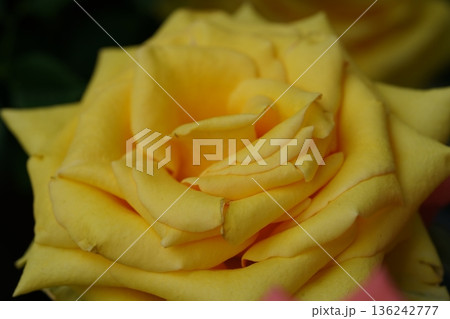 Beautiful Yellow Rose Close Up Flower Photography 136242777