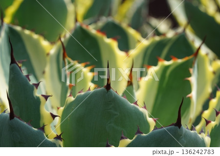 Agave Plant with Spiky Green and Yellow Leaves Agave Plant with Spiky Green and Yellow Leaves 136242783