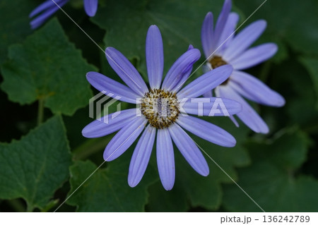 Beautiful Purple Daisies in Natural Light Photography Beautiful Purple Daisies in Natural Light Photography 136242789