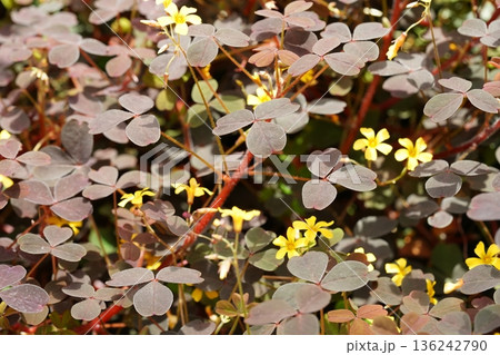 Oxalis flowers purple shamrock lucky plant photography 136242790