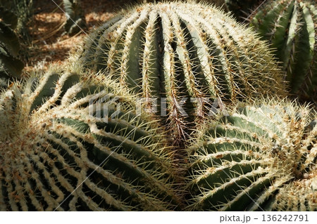Golden Barrel Cactus Photo Spiky Desert Plant Close Up 136242791