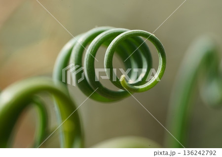 Curly Green Vine Tendril Macro Shot Close Up Details 136242792