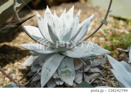 White Rock Rose Succulent Close Up Photography 136242794