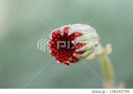 Unopened Red Flower Bud Close Up Macro Shot 136242795