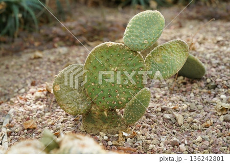 Prickly Pear Cactus Growing in Garden Green Pads Prickly Pear Cactus Growing in Garden Green Pads 136242801