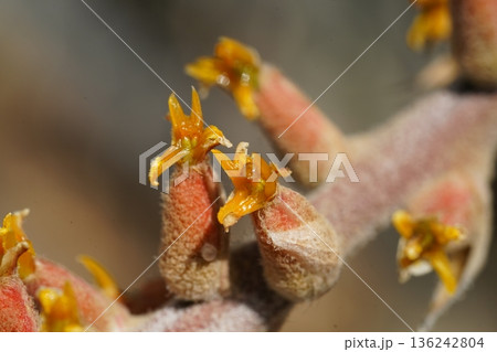 Close Up Of An Unknown Plant Species Blooming 136242804