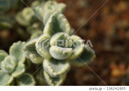 Delicate Fuzzy Succulent with Unique Texture and Detail Delicate Fuzzy Succulent with Unique Texture and Detail 136242805