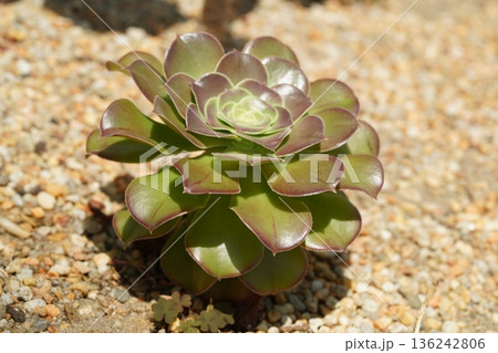 Aeonium succulent plant in natural outdoor setting 136242806