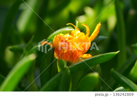 Beautiful Orange Flower in Bloom with Green Foliage Beautiful Orange Flower in Bloom with Green Foliage 136242809