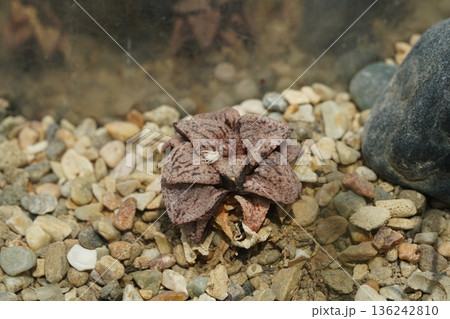 Haworthia maughanii Succulent Plant Care and Tips Haworthia maughanii Succulent Plant Care and Tips 136242810