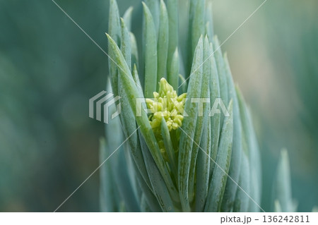 Close Up of an Evergreen Plant in Springtime 136242811
