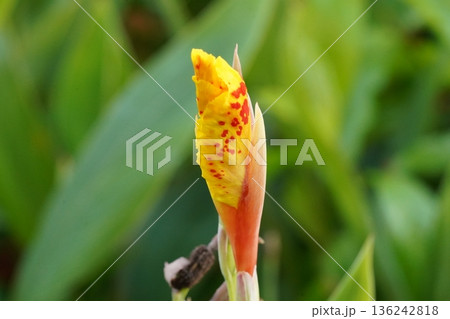 Canna Lily Bud Close Up Bright Colors Nature Photography Canna Lily Bud Close Up Bright Colors Nature Photography 136242818