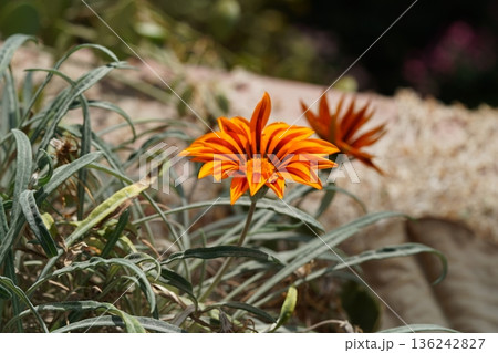 Gazania Rigens Orange Flower Close Up Spring Blossom 136242827