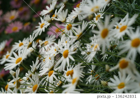 Beautiful Daisies in Bloom Floral White and Yellow 136242831