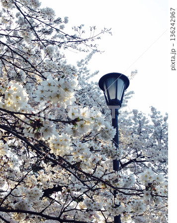 大宮公園の桜とレトロな街灯 大宮公園の桜とレトロな街灯 136242967