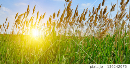 Golden reeds swaying in the wind against a bright sun and blue sky Golden reeds swaying in the wind against a bright sun and blue sky 136242976