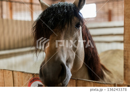 Domestic horse with dark mane inside stable, animal care and farming concept. Horse portrait in wooden stall, close-up view of farm animal indoors. Domestic horse with dark mane inside stable, animal care and farming concept. Horse portrait in wooden stall, close-up view of farm animal indoors. 136243378