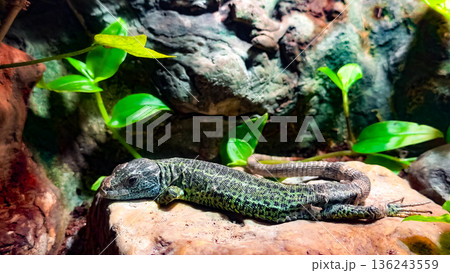 Green lizard resting on rock in tropical habitat with lush foliage Green lizard resting on rock in tropical habitat with lush foliage 136243559