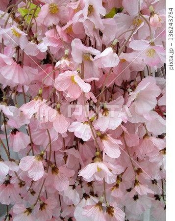 カラフルな造花の花束 カラフルな造花の花束 136243784