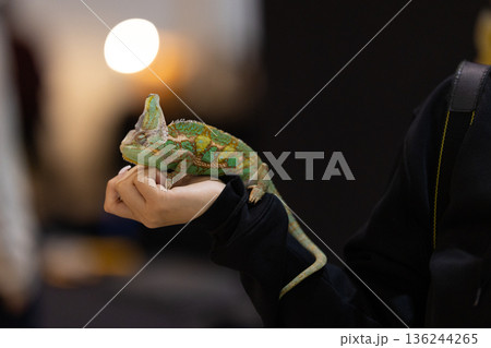 Person holding veiled chameleon in hand with soft lighting 136244265