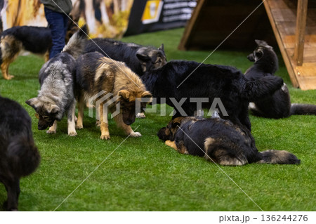 Dogs playing and interacting in dog training center 136244276