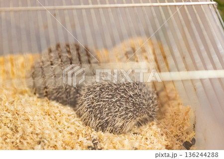 Hedgehogs resting on wood shavings in a cage Hedgehogs resting on wood shavings in a cage 136244288